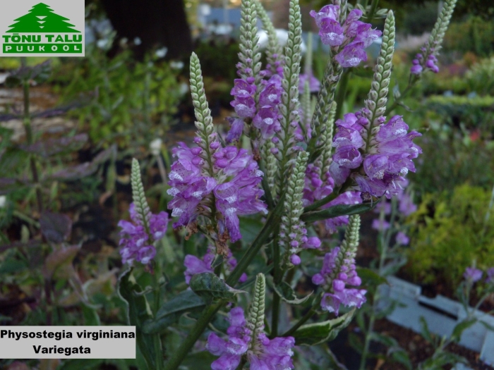 Физостегия виргинская (physostegia virginiana)