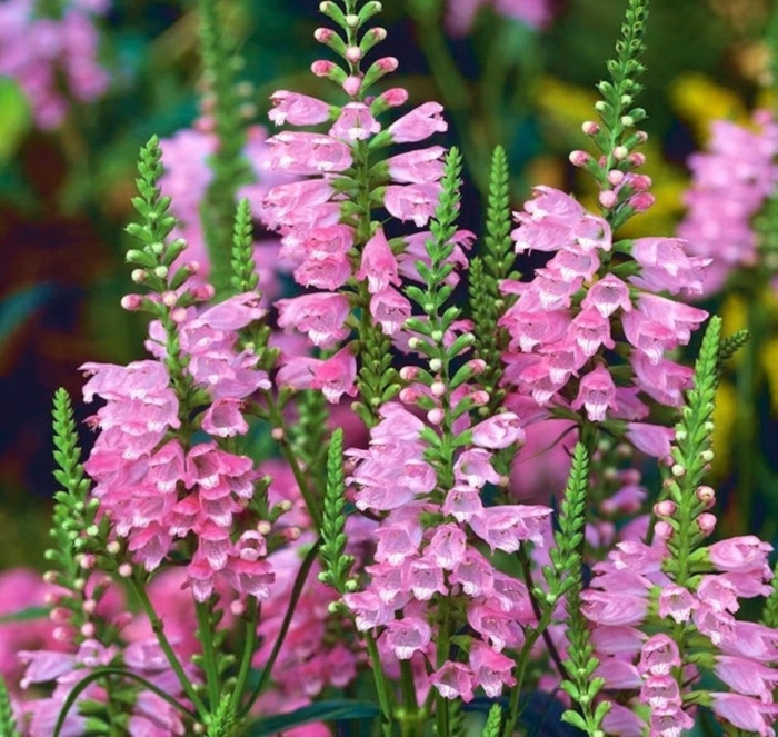 Физостегия виргинская роуз