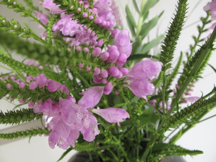 Физостегия вергинская