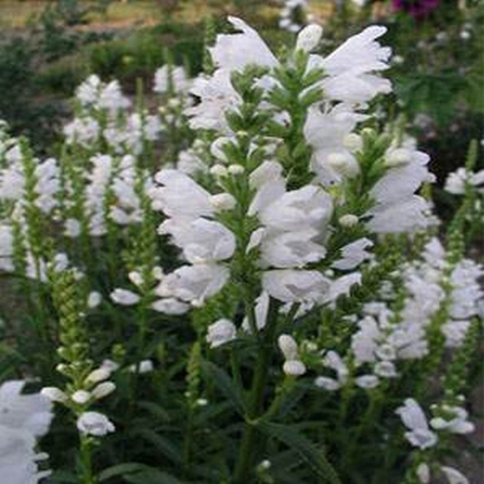 Физостегия виргинская белая башня