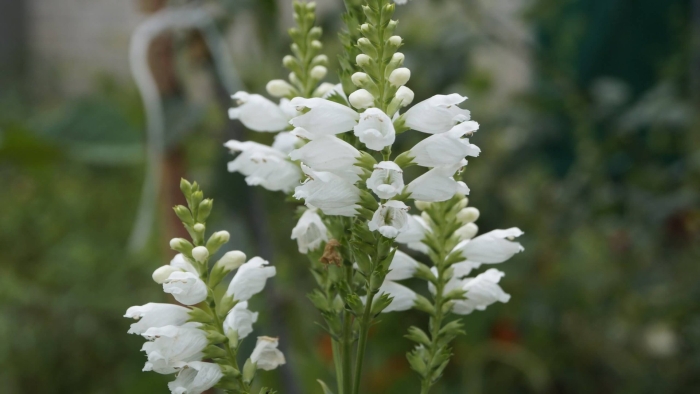 Физостегия виргинская белая