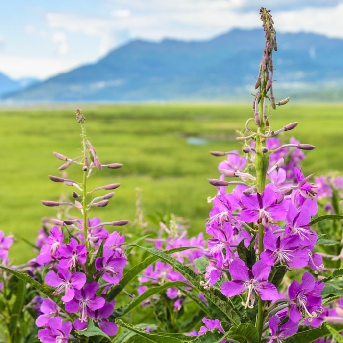 Кипрей наследие природы