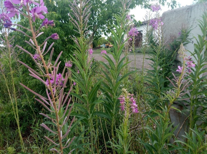 Кипрей иван чай