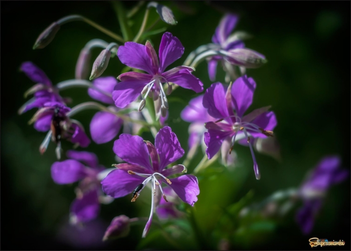 Кипрей широколистный