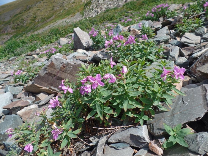 Рододендрон даурский саган дайля