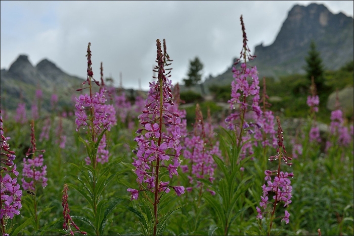 Иван чай узколистный
