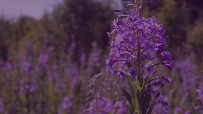 Кипрей широколистный