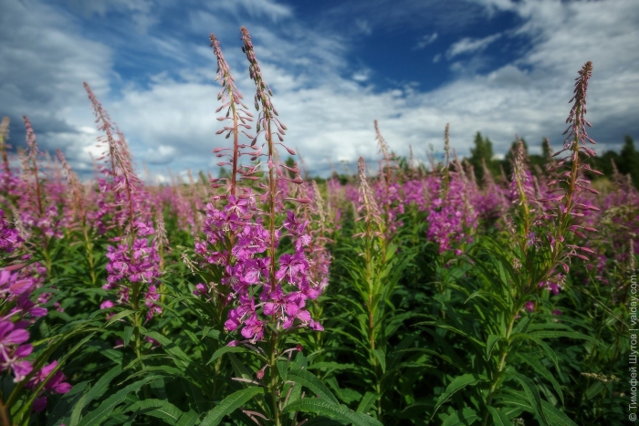 Иван чай кипрей