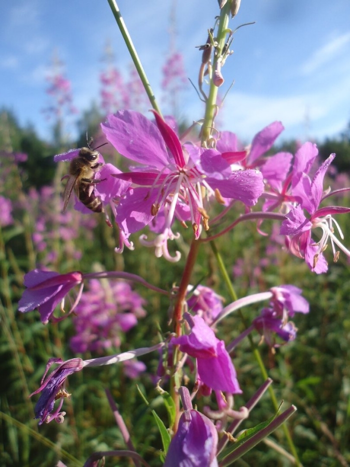 Иван чай кипрей