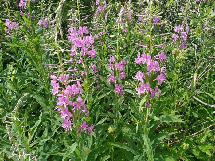 Узколистный кипрей