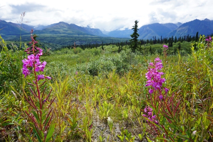 Баргузинский заповедник кипрей горный