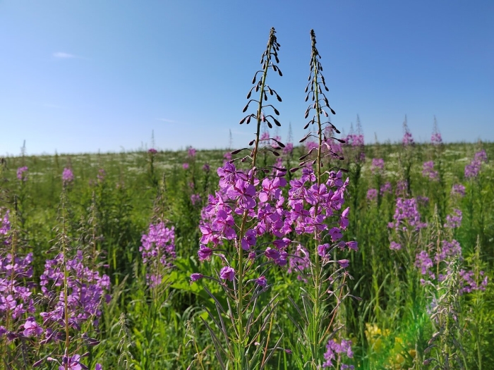Иван чай узколистный