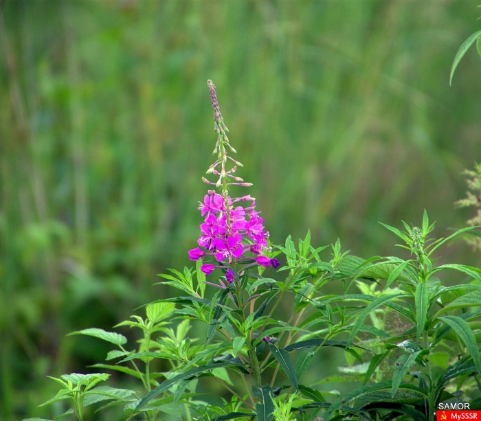 Кипрей узколистный