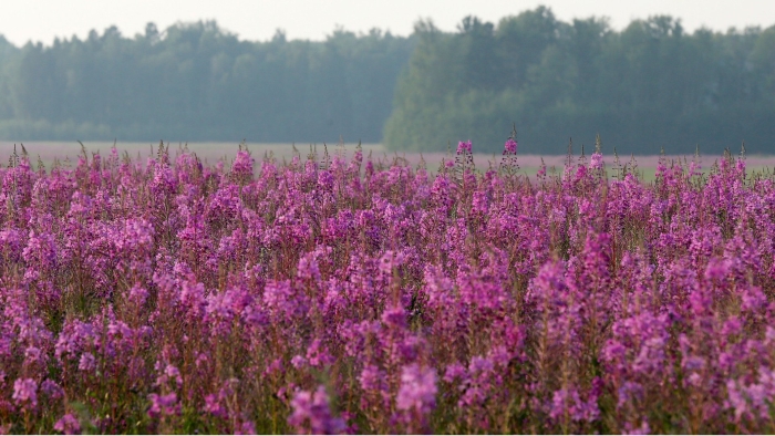 Иван чай башкирия