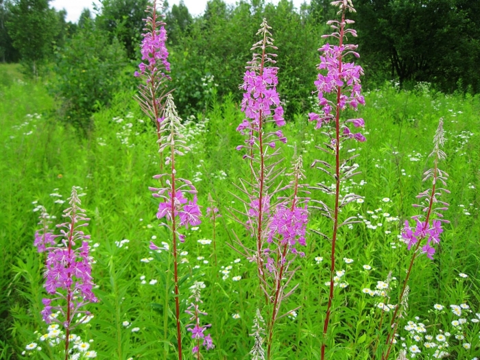 Кипрей широколистный