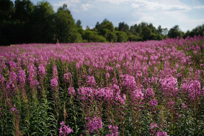 Иван чай узколистный