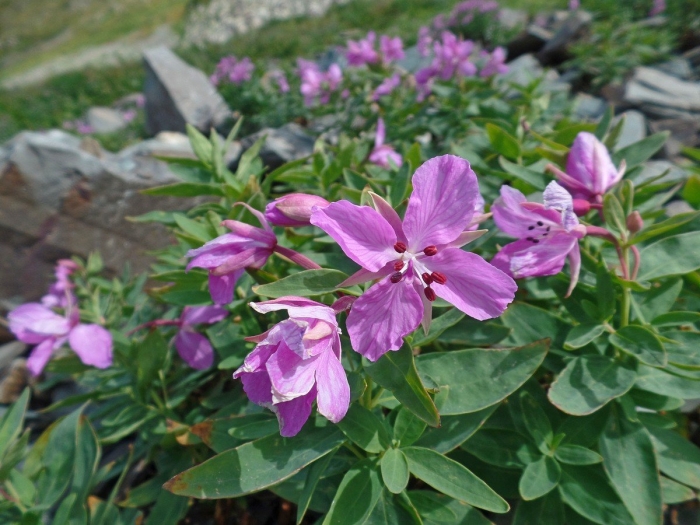 Кипрей широколистный