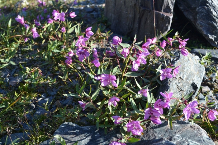 Кипрей альпийский