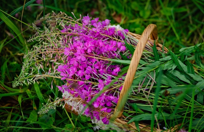 Кипрей болотный