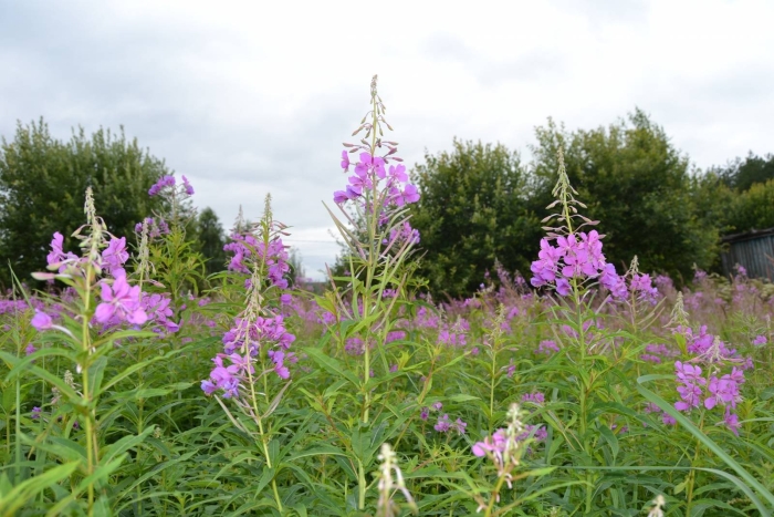 Иван чай кипрей