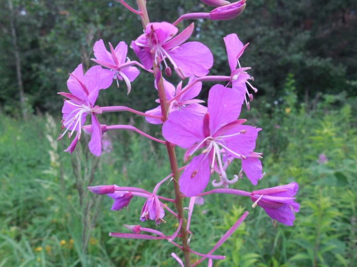 Растение кипрей