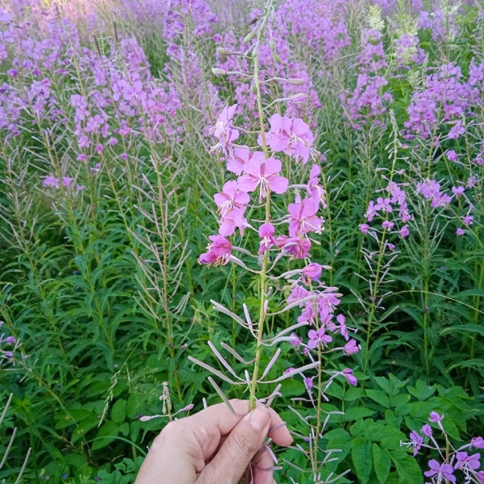 Иван чай время сбора