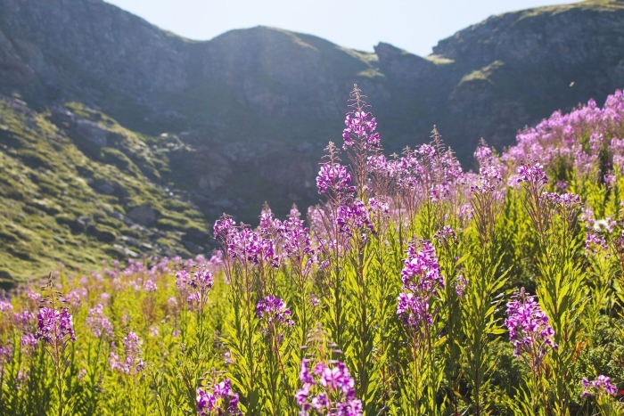 Кипрей горный
