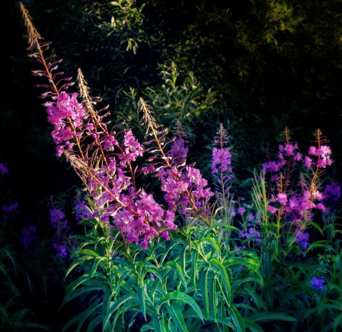 Иван чай кипрей