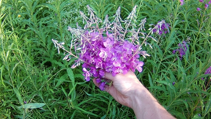 Кипрей узколистный иван чай