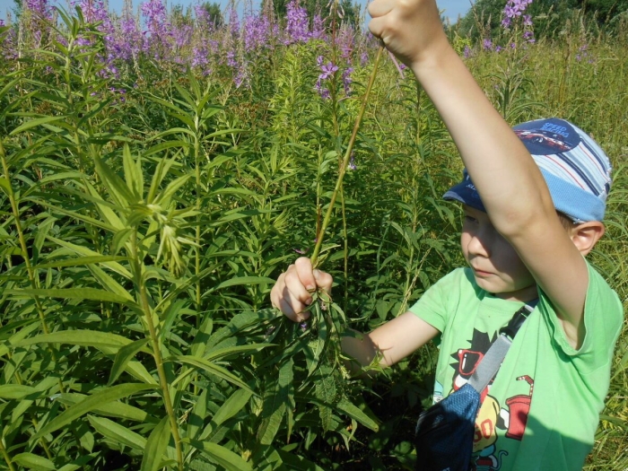 Когда собирать иван чай