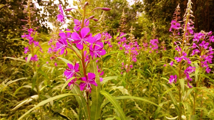 Epilobium angustifolium