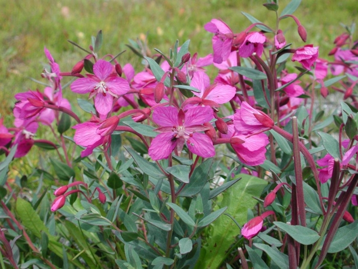 Кипрей болотный (epilobium palustre)