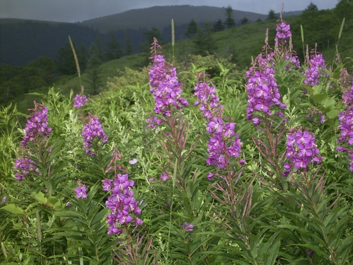 Иван чай узколистный