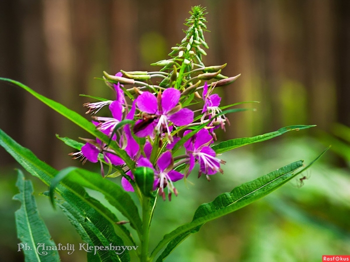 Кипрей широколистный