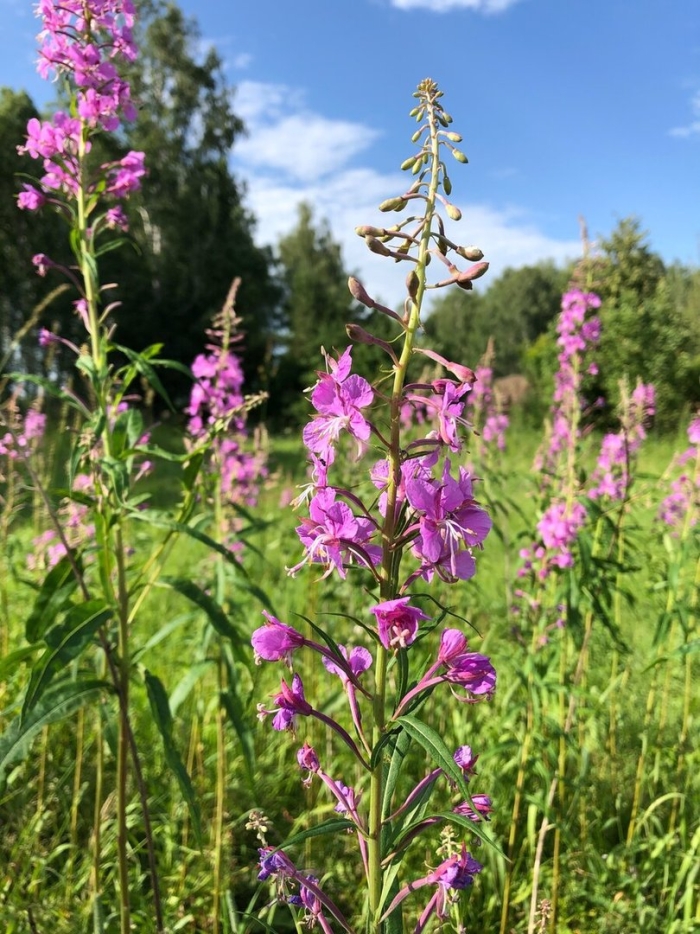 Кипрей узколистный