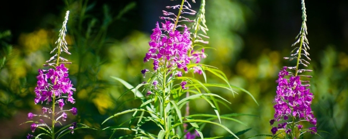 Иван чай узколистный