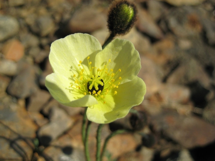 Arctic poppy