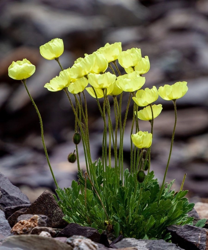 Мак полярный (papaver radicatum)