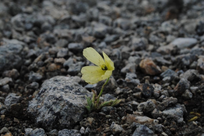 Полярный мак арктических пустынь
