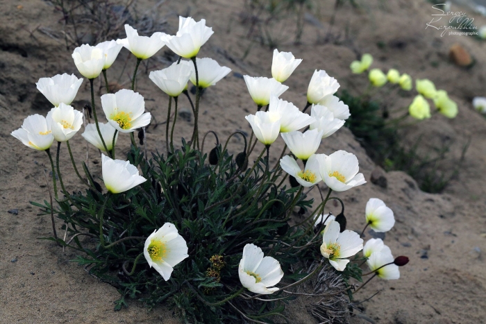 Эшшольция белый замок