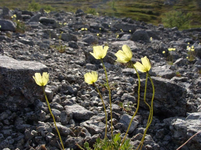 Полярный мак арктических пустынь