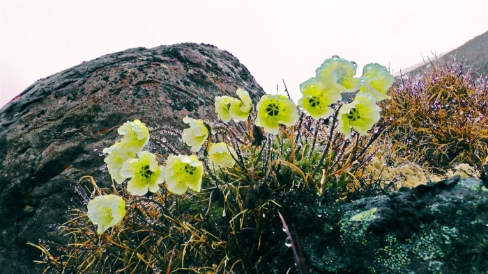 Полярный мак на земле франца иосифа