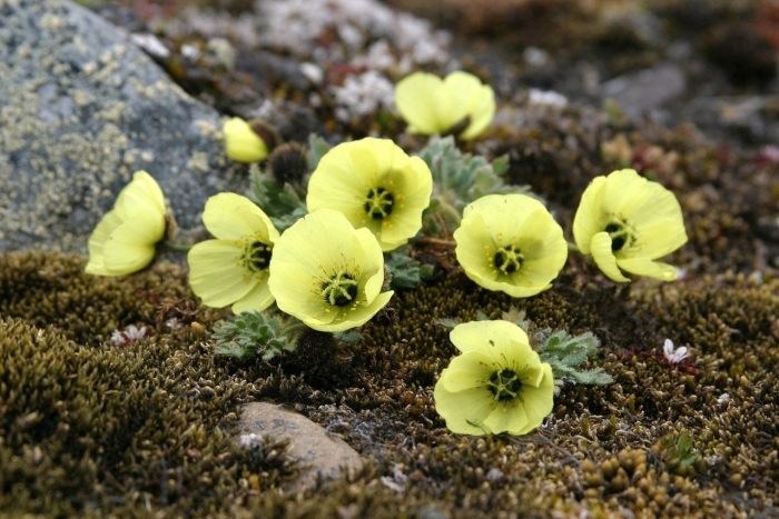 Полярный мак в тундре