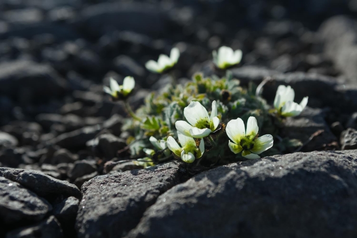 Мак арктический