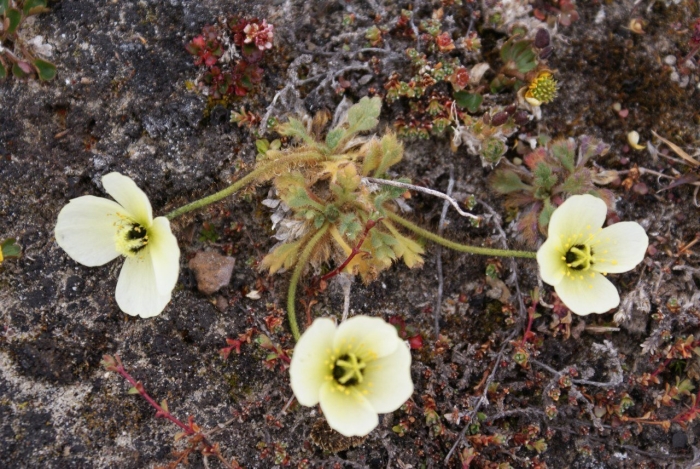 Растения тундры полярный мак