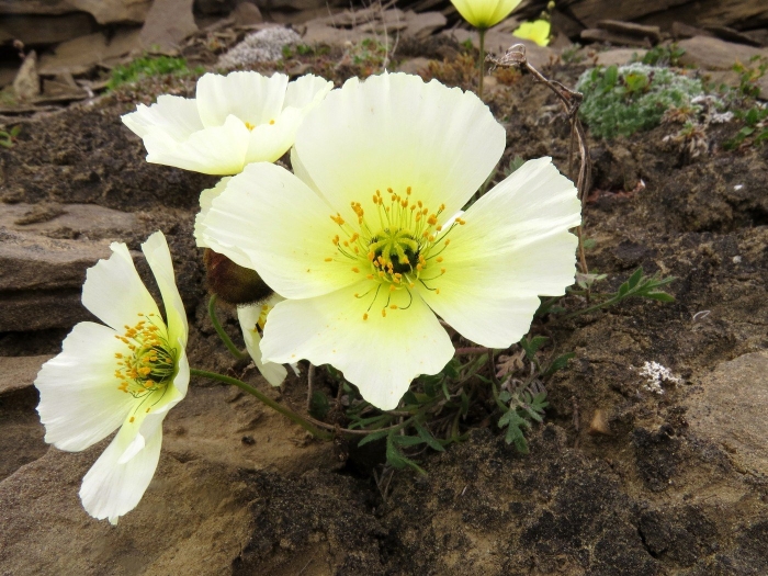 Мак полярный (papaver radicatum)