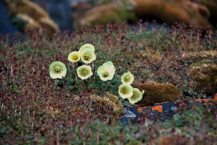Остров врангеля полярный мак
