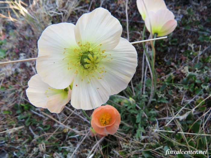 Мак лапландский