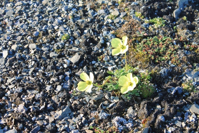 Полярный мак арктических пустынь