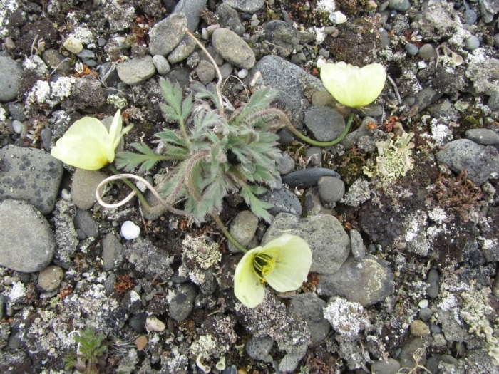 Мак полярный (papaver radicatum)